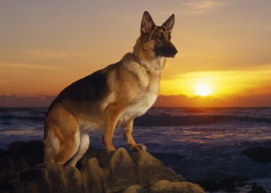 A Day At The Beach German Shepherd HD Wallpaper Backgrounds Dog Pictures